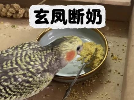 花了两个月时间才肯断奶的锤哥。头痛#玄凤断奶 #玄凤鹦鹉