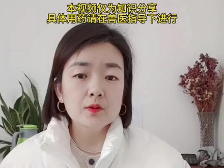 鹦鹉拉稀不用慌,在家这样处理就对了#鹦鹉 #鹦鹉鹦鹉萌萌哒逗鹦鹉 #鹦鹉日常 #鹦鹉饲养知识 #新手养鹦鹉
