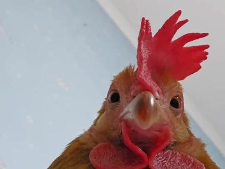 第一次知道这个冷知识#鹦鹉 #鸟 #异宠 #冷知识