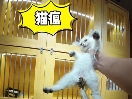 拉稀不吃饭就是猫瘟吗 #猫瘟 #猫拉稀 #猫冠状病毒 千万不要一看猫拉稀就以为是猫瘟 很多问题会导致猫拉稀,比如着凉,吃坏东西,猫冠状等