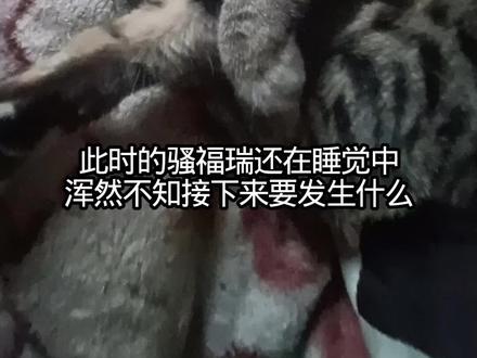 #扫福瑞 #小猫@Gaara