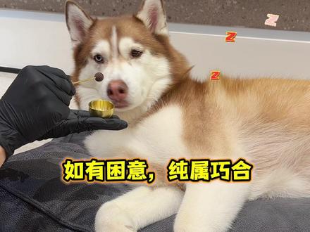 沉浸式修脚来了!今晚能睡个好觉了! 建议反复观看#万物可爱计划 #宝贝年味企划 #养狗的人才懂这一刻的含金量#沉浸式