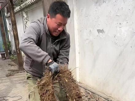 种竹子,不控根,三年后就是灾难!#除竹子 #家庭园艺 #花园生活