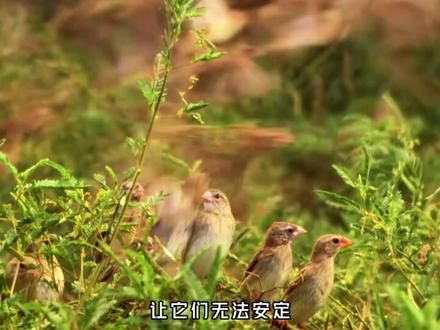草原的规矩就是,互利者合作,掠夺者对抗 #动物科普#动物解说#万物可爱计划#宝贝年味企划#马赛人