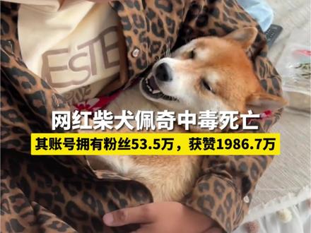 网红柴犬佩奇中毒死亡,主人发文称度蜜月带去山东被毒死