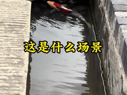 金麟岂是池中物 一遇风云便化龙 #诗词具象化 #古诗词 #当古诗词照进现实 #风景