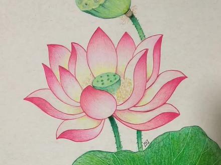 彩铅荷花方法简单介绍#日常瞎画 #乱涂乱画系列