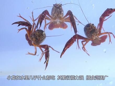 人家都在小龙虾自由,你知道小龙虾都吃什么吧!#涨知识啦 #吃龙虾的季节 #龙虾🦞