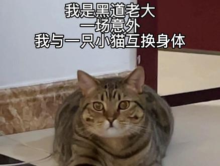 #黑道老大重生之我是小猫咪 喂!起来喂罐头了啦!