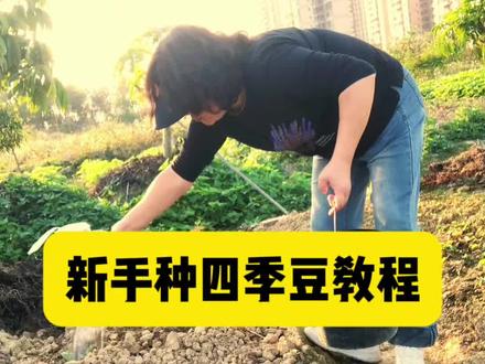 菜友们,春天种豆角,按我这方法,出芽率好,一颗都不浪费#楼顶种菜 #种植小技巧 #退休生活 #小菜园