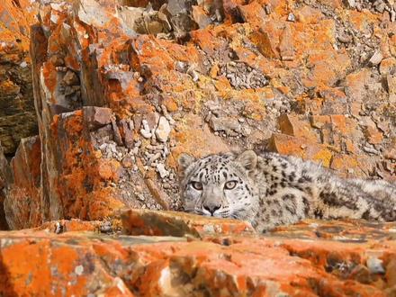 雪山之王:雪豹狩猎野山羊,悬崖上死亡对决,一场拿生命做的赌注 #野生动物 #雪豹 #野山羊 #动物世界的战斗