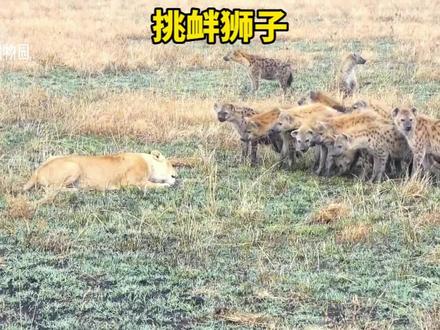 母狮低吼了一声,把鬣狗都给吓尿了#野生动物零距离 #动物世界 #鬣狗 #鬣狗与狮子 #狮子鬣狗