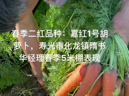 春季二红品种:嘉红1号胡萝卜,寿光市化龙镇隋书华经理春季5米棚表现,亩产可达到18000一20000斤#农业种植 ##胡萝卜 #优质农产品 #农业