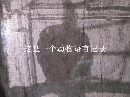 深夜里,鸟问人类为何不睡。#人间清醒 #反内耗 #现实语录 #深夜鹦语 #上热门