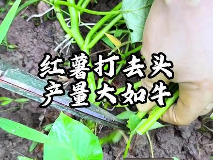 红薯打去头,产量大如牛#红薯 #种菜小技巧 #蔬菜 #种植