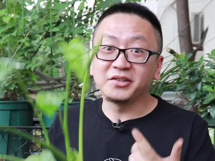 龟背竹怎么养,记住这3点