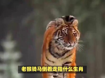 老猴骑马倒着走指什么生肖? #内容启发搜索