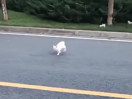 猫不会过马路你知道吗#新手养猫 #猫咪科普 #萌宠出道计划