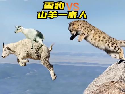 雪豹VS山羊一家,现场惊心动魄!#野生动物零距离 #纪录片 #神奇动物在抖音 #动物世界 #大自然