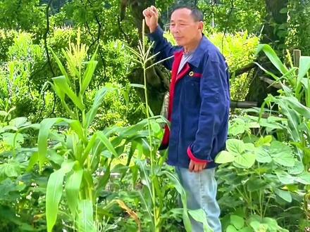 乌桕己流到中后期了,没取蜜的可以取蜜了 #大流蜜#取蜜