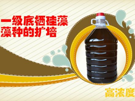低温底栖硅藻的扩培以及一些注意事项。