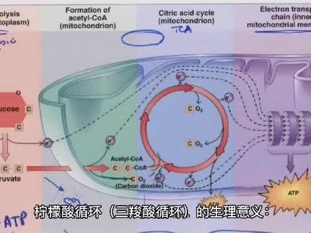 三羧酸循环生理意义#柠檬酸磷酐
柠檬酸磷酐除了提供迅速吸收的磷元素,促进根系发育和花芽分化外,还对植物根系三羧酸循环有重要作用,这就是它为啥如此牛逼#科普一下
