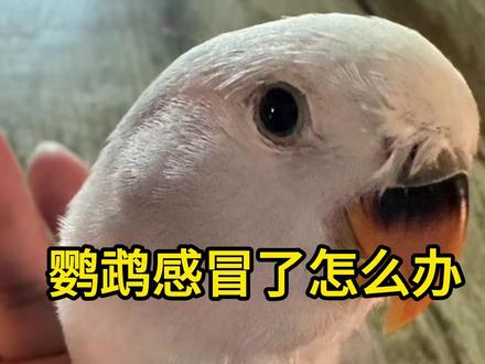 家里牡丹鹦鹉打喷嚏、炸毛、闭眼嗜睡、流鼻涕,就是感冒了,别乱喂药!
立刻保温
笼内挂保温灯,恒温 28-30 度,严禁吹风、开窗直吹,远离空调风口。
静养断风
笼子罩一半遮光静养,不要上手把玩,减少应激。
饮食调理
清水里加专用鹦鹉电解质,增强体力,暂停油料、滋养丸减量,只给清淡谷子。
观察症状
轻微炸毛流涕保温 2-3 天会好转;
若持续闭眼、拉稀、张口喘气,立刻找异宠兽医,别拖延成肺炎!
#牡丹鹦鹉 #鹦鹉感冒 #鹦鹉生病急救 #新手养鹦鹉 #鹦鹉饲养知识