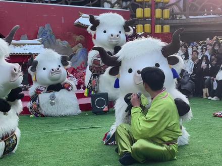 牛牛们太可爱了,老嫂子斗舞斗不过开始撒泼了!
#万岁山武侠城 #万岁山老嫂子 #老嫂子欢乐大舞台 #来万岁山武侠城看斗舞了 #万岁山斗舞还是太有节目了