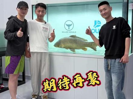 刀疤鲤刀哥平稳过度,完美入缸进食,不负阿哲的嘱托,期待再聚! @暖心阿哲 @红细胞RED-龍八 @虎鲸生物—⒉龙 #刀疤鲤 #刀哥 #豆鱼 #虎鲸鱼缸