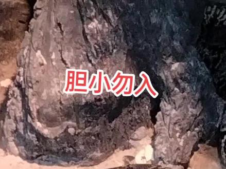 今天拍了个蟒蛇的进食过程,胆小勿入哦!#网纹蟒