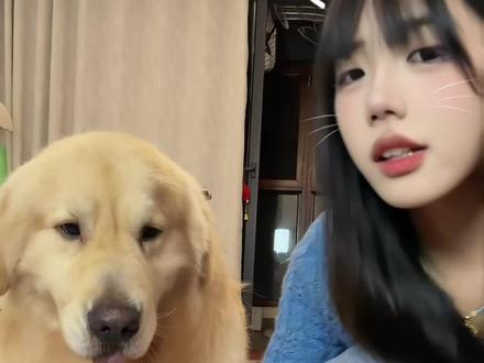 小狗:你到底想咋滴啊😧 #金毛幼犬