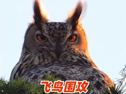 天坛公园来了只雕鸮,遭乌鸦灰喜鹊轮番骚扰驱赶 #雕鸮淡定应对4小时后飞走 #动物 #动物世界