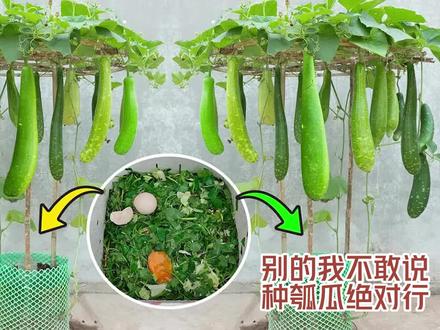 别的我不敢说,我种的瓠瓜绝对行,轻轻松松压趴架!#瓠瓜 #种植 #阳台种植
