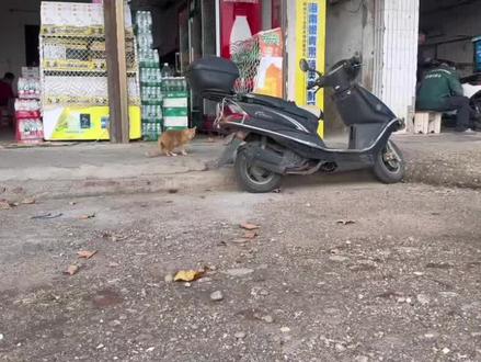 召唤路边偶遇的大黄猫~ #猫语 #猫猫教 #猫咪