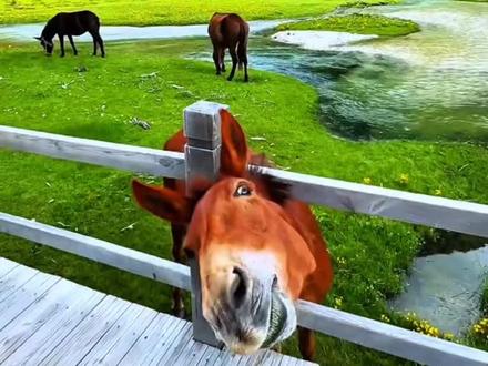 甘孜州300多终身旅游卡你们赶紧屯#甘孜州 #旅游 #上热搜