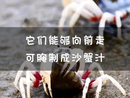 退潮后,淡蓝色的短指和尚蟹会成群结队在海滩上活动,一旦遇到危险,它们便会一边旋转身体,一边用脚挖洞,将自己像拧螺丝一样“拧”入沙中躲藏。#抓螃蟹 #现场实拍 #新农人计划2023 #短指和尚蟹 #沙蟹汁 #赶海