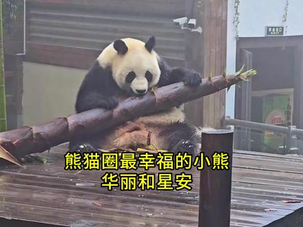 熊猫界幸福指数最高的两只大熊猫,非华丽和星安莫属~
#大熊猫华丽 #大熊猫星安 #国宝 #南山竹海 #熊猫