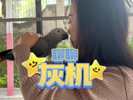 今天聊聊灰鹦鹉#萌宠 #饲养员日常 #鹦鹉#宠物 #鹦鹉鹦鹉萌萌哒逗鹦鹉