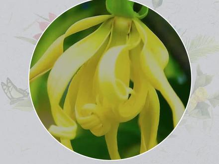 甄嬛传中的这种迷情之花依兰依兰居然真的存在,那么它为什么这样神奇?#植物科普#涨知识 #花卉绿植 #科普 #依兰依兰 #精油香氛 @DOU+上热门