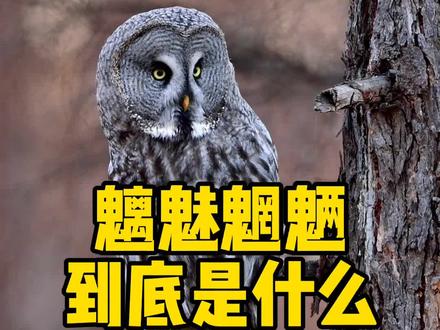 魑魅魍魉到底是什么?#历史 #传说 #魑魅魍魉 #沙漠骆驼 @抖音小助手