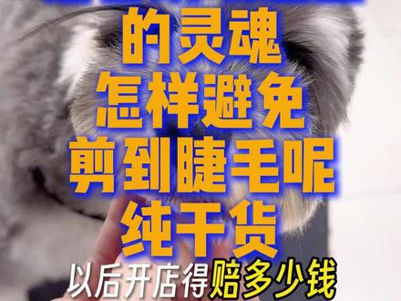 #烟台麦穗金宠物美容师培训学校 跟大家分享干货,雪纳瑞睫毛的重要性,怎样避免剪到睫毛呢? @烟台麦穗金宠物美容师培训学校