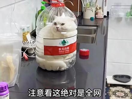 全网最Q弹的小猫咪,叫声奶萌奶萌的 #小猫治愈世界 #萌宠 #这个世界不能没有小猫 #动物的迷惑行为