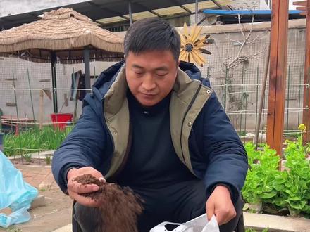 开春可以种菜了 开春种菜前,要施充足的底肥,羊粪有机肥就很好#羊粪有机肥 #施肥 #蔬菜种植 #种植小技巧