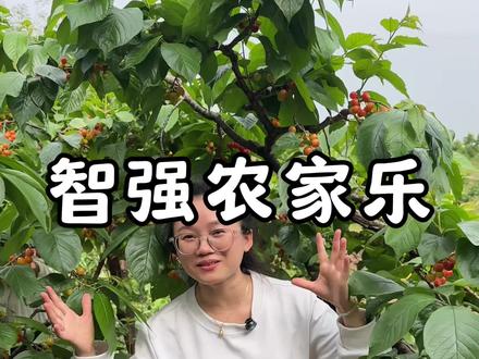 简阳樱桃沟的樱桃熟了,29.9一个人入园随便吃,包含桑葚 79.8柴火鸡樱桃桑葚钓鱼钓龙虾#樱桃 #樱桃熟了#农家乐 #简阳樱桃 #简阳樱桃沟