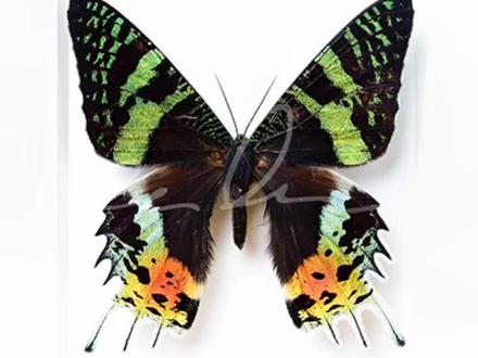 #昆虫记 长得比蝴蝶还好看的飞蛾?@抖音小助手 @DOU+小助手