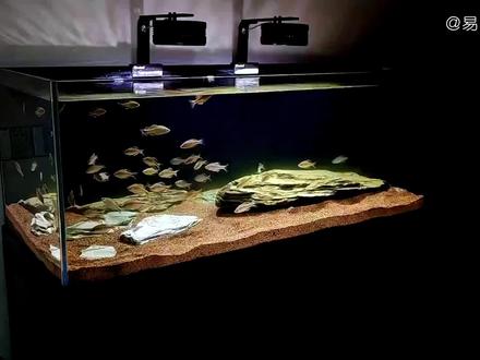 开一个1米2溪流缸花了多少钱#开缸 #原生缸 #溪流缸 #鳑鲏 #齐氏鱊