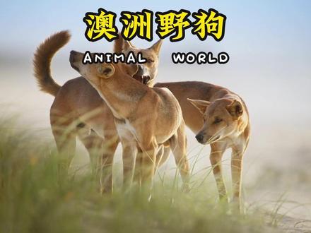 当我们的“中华田园犬”大黄到了野外有多强,你知道吗?#澳洲野狗 #大黄 #中华田园犬 #动物世界 #动物科普