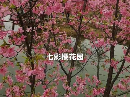 湘潭七彩樱花园早鸟票29.9赶紧先囤,不用可退,开园就不是这个价格了。#早樱之约七彩樱花园 #湘潭七彩樱花园 #长沙周边游 #湘潭周边游 #株洲周边游