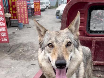 你们想要的捷克狼来了,土豪来吧#捷克狼 #捷克狼犬 #捷克狼幼犬 #创作灵感@DOU+小助手 @DOU+上热门