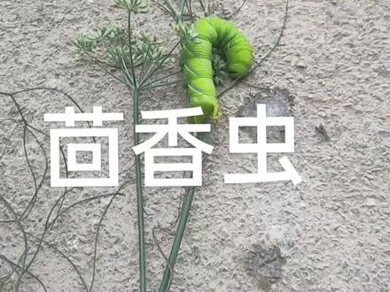 茴香虫,你那里有吗,叫什么,评论区分享分享
